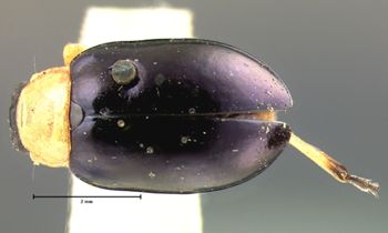 Media type: image; Entomology 18764   Aspect: habitus dorsal view